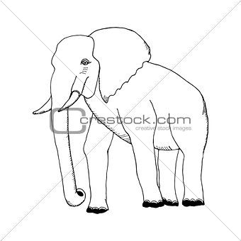 hand draw a sketch in the style of an elephant