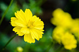 Yellow Cosmos flower (Cosmos sulphureus)
