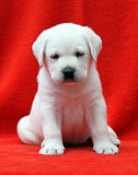 labrador puppy on a red background