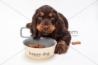 Cute Cocker Spaniel Puppy Dog Eating Biscuits in Bowl