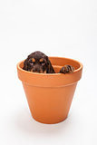 Cute Cocker Spaniel Puppy Dog in Flower Pot