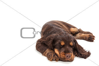Cute Cocker Spaniel Puppy Dog Sleeping 