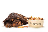 Cute Cocker Spaniel Puppy Dog Sleeping by Bowl of Biscuits