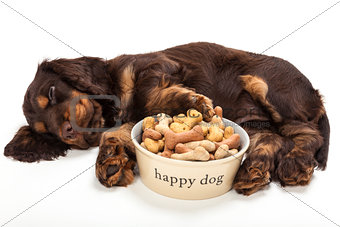 Cute Cocker Spaniel Puppy Dog Sleeping by Bowl of Biscuits