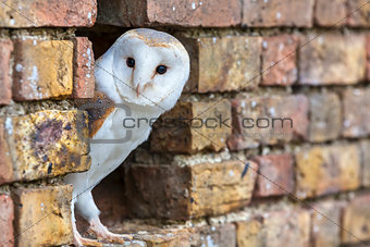 Barn Owl Looking Out of a Hole in a Wall