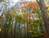 Misty Forest Woodland Trees in Autumn or Fall