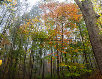 Misty Forest Woodland Trees in Autumn or Fall