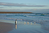 King Penguin on a Beach