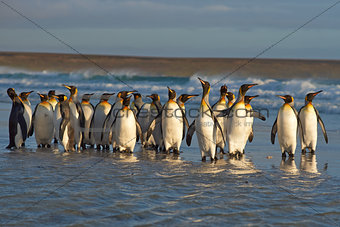 King Penguins in the Surf