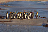 King Penguins on the Beach