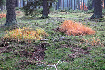 Colored grass in the autumn coniferous forest