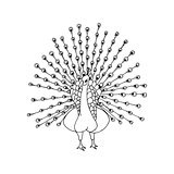 hand draw a  peacock