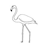 hand draw flamingo style sketch