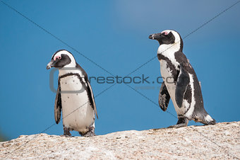 African penguins, also known as jackass penguins or black-footed