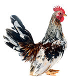 colorful serama rooster