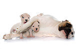 mother and puppies american bulldog