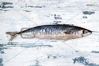 Fresh mackerel on white wooden background.