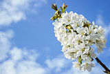 Spring white blossom of cherry tree against blue sky