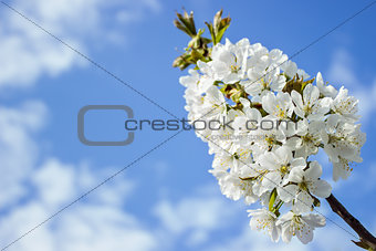 Spring white blossom of cherry tree against blue sky