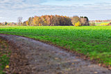 Trees and fields in autumn