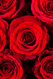  Closeup of Red Roses