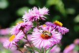 bee sitting on the asters 