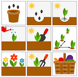 Groving sedlings. Seeds, seedlings and harvest