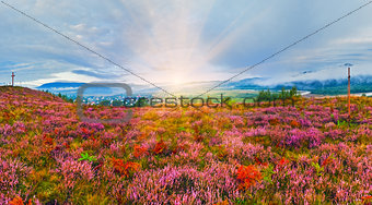 September sunrise country foothills with heather flowers and woo