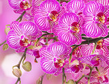 orchid flowers  branch