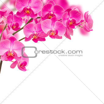 orchideas frame