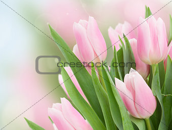 close up of  pink tulips