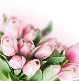 pink   tulips