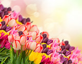 spring tulips on colofful bokeh