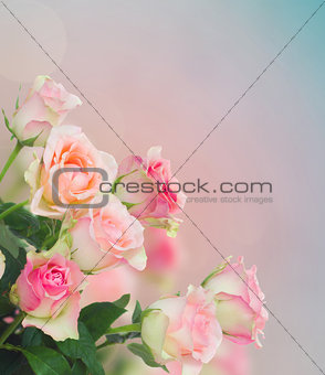 bouquet of pink  roses