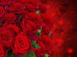 scarlet roses  on dark background