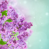 Bush of Lilac