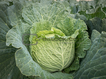 Lettuce in plantation closeup in the morning