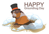 Happy Groundhog Day. Marmot climbed out of hole and yawns