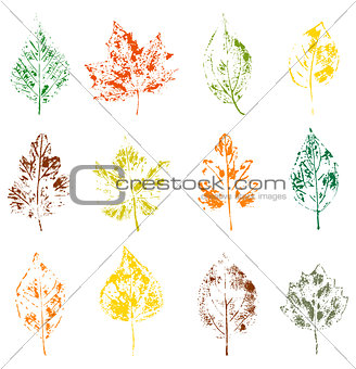 leaves on white background