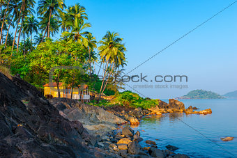 palm trees growing on the rocky shore in heavenly place