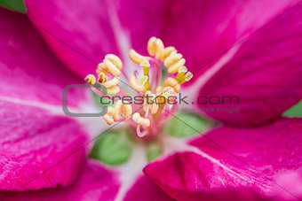 Pistil in a pink flower