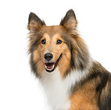 Close-up of a Shetland Sheepdog in front of a white background