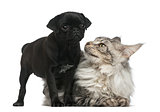 Maine Coon and Pug puppy in front of a white background
