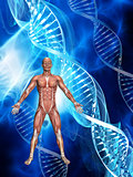 3D male figure with muscle map on medical DNA background