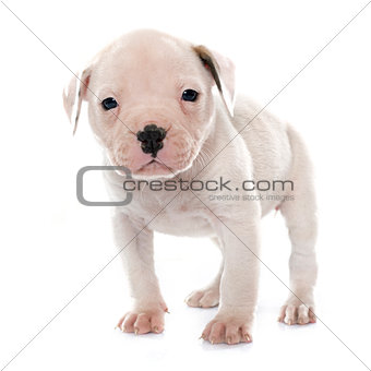 puppy american bulldog