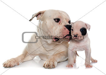 adult and puppy american bulldog