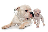 adult and puppy american bulldog