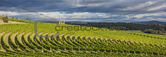 Vineyard in a typical Toscan landscape
