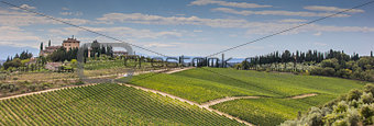 Panorama of a typical Tuscan vineyard