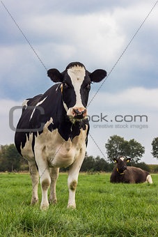 Dutch black and white cow in a meadow